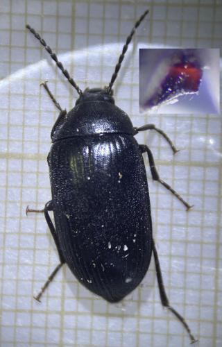 Réf. 347 066 : Prionychus ater